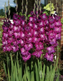 Menu Purple Gladiolus Value Bag