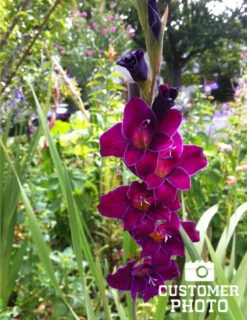 Menu Purple Gladiolus Value Bag -plant shop 76147 purple gladiolus 3