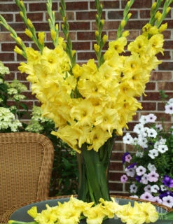 Menu Yellow Gladiolus Value Bag -plant shop 76150 yellow gladiolus 3