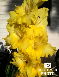 Menu Yellow Gladiolus Value Bag -plant shop 76150 yellow gladiolus 4