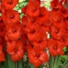 Menu Red Gladiolus Value Bag 1 Menu Red Gladiolus Value Bag -plant shop 76151 red gladiolus