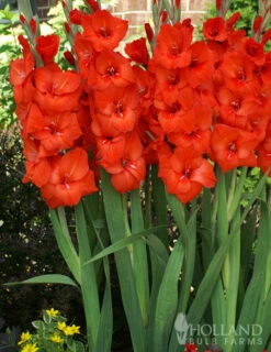 Menu Red Gladiolus Value Bag -plant shop 76151 red gladiolus 3