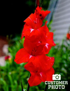 Menu Red Gladiolus Value Bag -plant shop 76151 red gladiolus 4