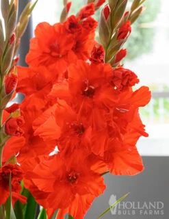 Menu Red Gladiolus Value Bag -plant shop 76151 red gladiolus 5