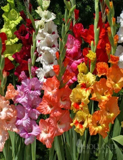 Menu Mixed Gladiolus Value Bag