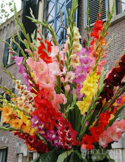 Menu Mixed Gladiolus Value Bag -plant shop 76153 mixed gladiolus value bag 2
