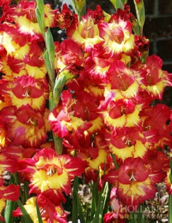 Menu Fun Time Gladiolus