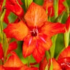 Menu Mirella Hardy Mini Gladiolus -plant shop 76165 mirella gladiolus 2