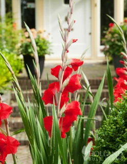Menu Mirella Hardy Mini Gladiolus -plant shop 76165 mirella gladiolus