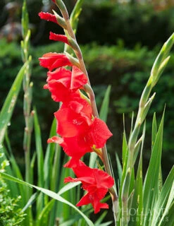 Menu Mirella Hardy Mini Gladiolus -plant shop 76165 mirella gladiolus 3