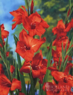 Menu Mirella Hardy Mini Gladiolus -plant shop 76165 mirella hardy mini gladiolus