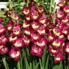 Menu Color Club Gladiolus -plant shop 76167 color club gladiolus