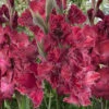 Menu Rostov Parrot Gladiolus -plant shop 76168 rostov parrot gladiolus