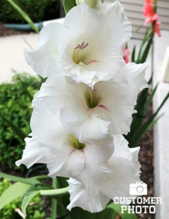 Menu White Gladiolus Value Bag -plant shop 76173 white gladiolus 2018 09 07 kellie jankowski