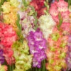 Menu Parrot Gladiolus Mixture 1 Menu Parrot Gladiolus Mixture -plant shop 76182 parrot gladiolus