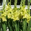 Menu Green Flash Parrot Gladiolus -plant shop 76184 green flash gladiolus