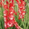 Menu Helvetia Gladiolus 1 Menu Helvetia Gladiolus -plant shop 76192 helvetia gladiolus