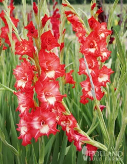 Menu Helvetia Gladiolus