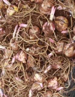 Menu Bulk Stargazer Lilies (100 Bulbs) -plant shop 77001 bulk stargazer lilies 4