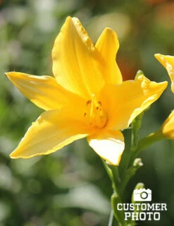 Menu Re-Blooming Daylily Collection -plant shop 77100 2018 07 11 stella d oro daylilies 4 joan geraldson 1