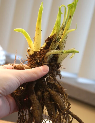 Menu Stella D' Oro Daylily Jumbo Pack 5 Menu Stella D' Oro Daylily Jumbo Pack - Image 3