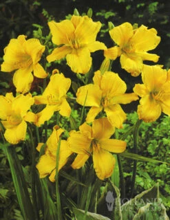 Menu Re-Blooming Daylily Collection -plant shop 77100 stella d oro daylily 3 1