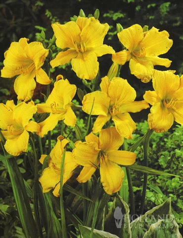 Menu Stella D' Oro Daylily Jumbo Pack 6 Menu Stella D' Oro Daylily Jumbo Pack - Image 4