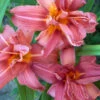 Menu Double Passion Daylily 2 Menu Double Passion Daylily -plant shop 77102 double passion daylily