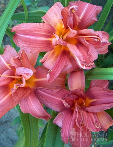Menu Double Passion Daylily 3 Menu Double Passion Daylily