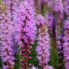 Menu Liatris Or Gayfeather Value Bag -plant shop 77124 liatris 1