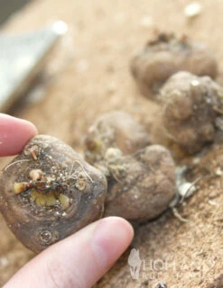 Menu Liatris Or Gayfeather Value Bag -plant shop 77124 liatris 2 1