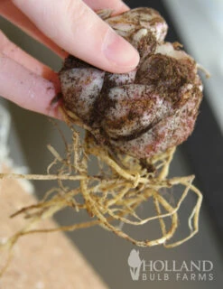 Menu Lollypop Asiatic Lily -plant shop 77149 lollypop asiatic lily 2