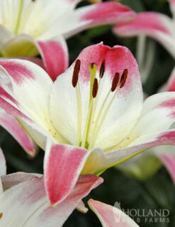 Menu Lollypop Asiatic Lily -plant shop 77149 lollypop asiatic lily 4