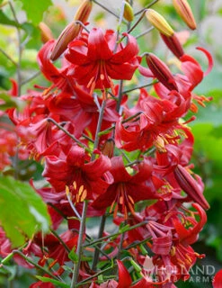 Menu Red Velvet Lily 8 Menu Red Velvet Lily -plant shop 77151 red velvet lily 2