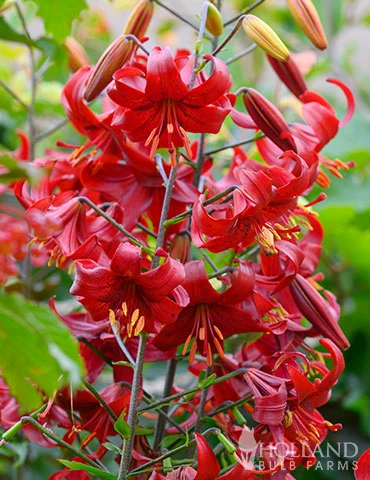 Menu Red Velvet Lily 5 Menu Red Velvet Lily - Image 3