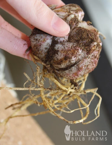 Menu Red Velvet Lily 6 Menu Red Velvet Lily - Image 4