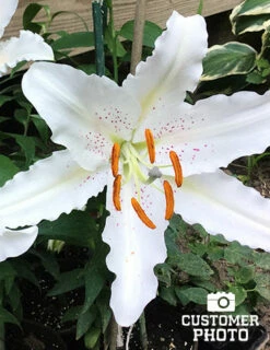 Menu Muscadet Oriental Lily -plant shop 77165 2018 07 20 muscadet oriental lily randy