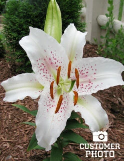 Menu Muscadet Oriental Lily -plant shop 77165 muscadet oriental lily 2