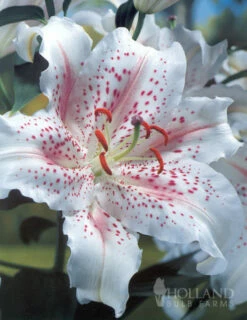 Menu Muscadet Oriental Lily -plant shop 77165 muscadet oriental lily