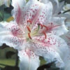 Menu Muscadet Oriental Lily -plant shop 77165 muscadet oriental lily 4