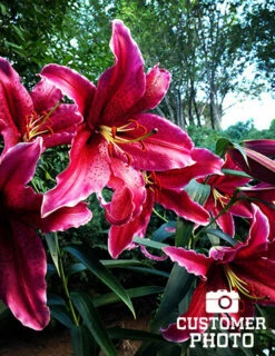 Menu Gran Tourismo Oriental Lily 7 Menu Gran Tourismo Oriental Lily -plant shop 77175 gran tourismo oriental lily 3