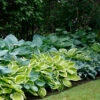Menu Mixed Hosta Value Bag 1 Menu Mixed Hosta Value Bag -plant shop 77177 mixed hosta 1