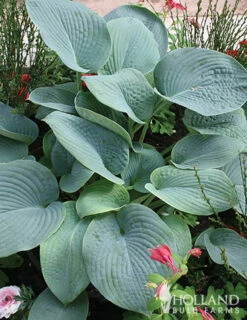 Menu Mixed Hosta Value Bag -plant shop 77177 mixed hosta 2 1