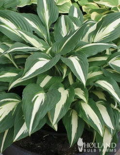 Menu Mixed Hosta Value Bag -plant shop 77177 mixed hosta 3 1