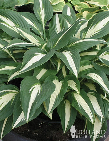 Menu Shady Perennial Mailbox Garden 11 Menu Shady Perennial Mailbox Garden - Image 9