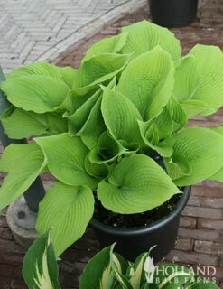 Menu Mixed Hosta Value Bag -plant shop 77177 mixed hosta 5 1