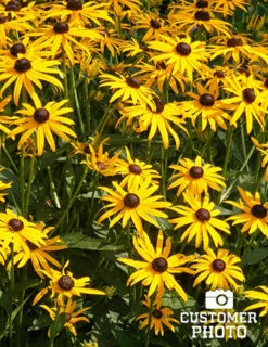 Menu Deer Resistant Sun Garden Collection -plant shop 77190 2018 07 11 black eyed susan joan geraldson 4