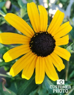 Menu Easy Complete Sun Garden -plant shop 77190 2018 07 23 black eyed susan maria sanchez