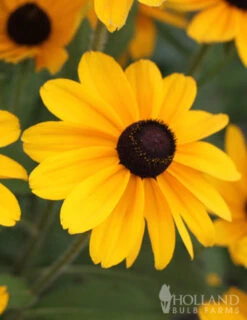 Menu Easy Complete Sun Garden -plant shop 77190 black eyed susan 2