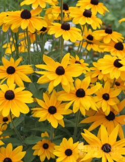 Menu Easy Complete Sun Garden -plant shop 77190 black eyed susan